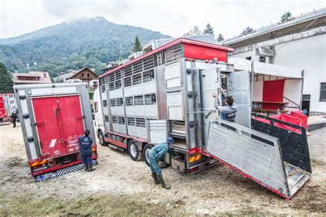 Livestock-and-Special-Goods-Transport.jpg